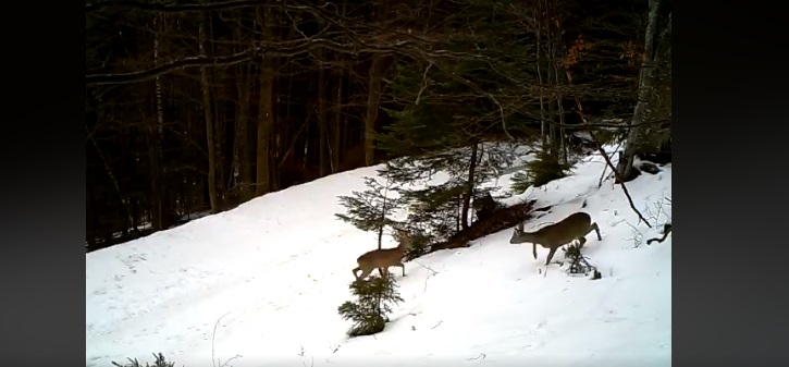 VIDEO| „Bambi” la joacă, prin zăpadă, în Parcul Naţional Retezat