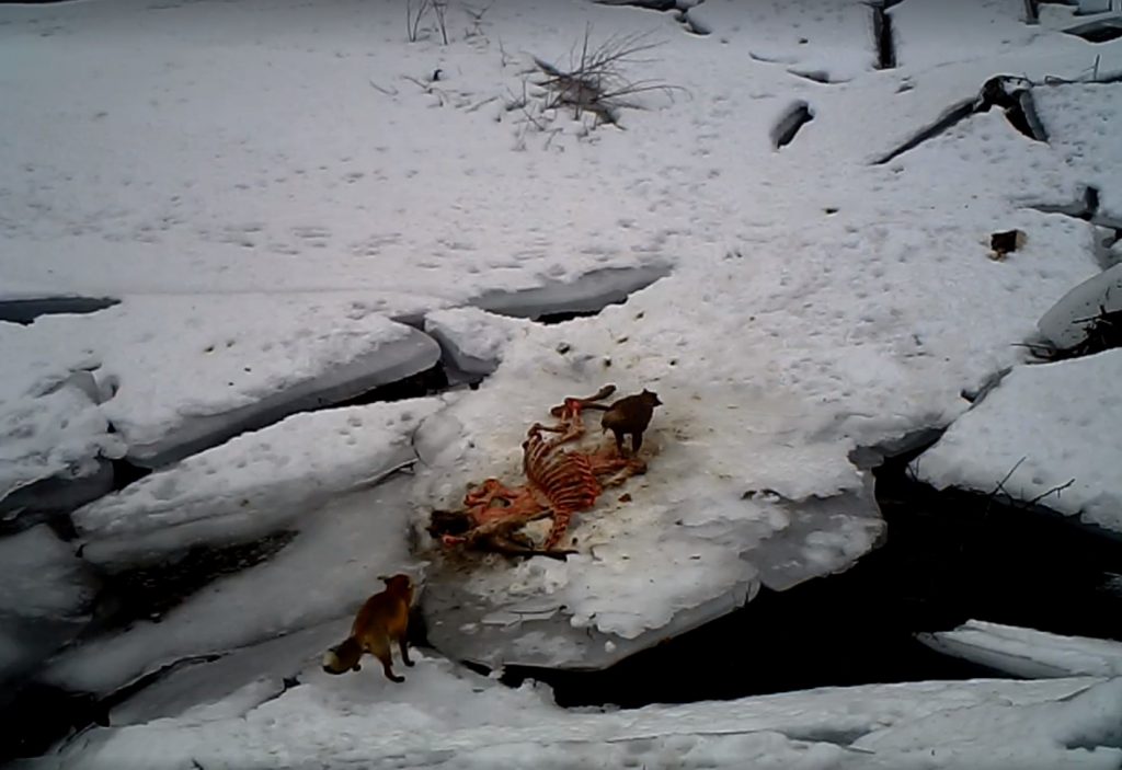 Imagini incredibile cu o acvilă de munte, o vulpe și un leș de cerb, surprinse în Parcul Național Retezat