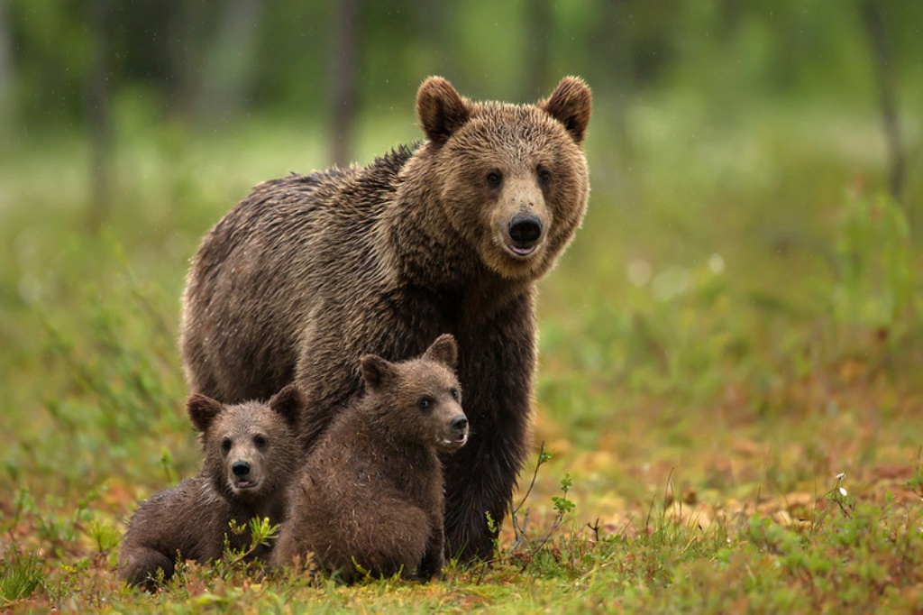 Ursoaică cu doi pui, în zona Brădet, din Petroșani