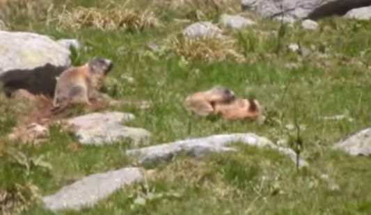VIDEO| Marmote cu chef de joacă, surprinse în Parcul Național Retezat