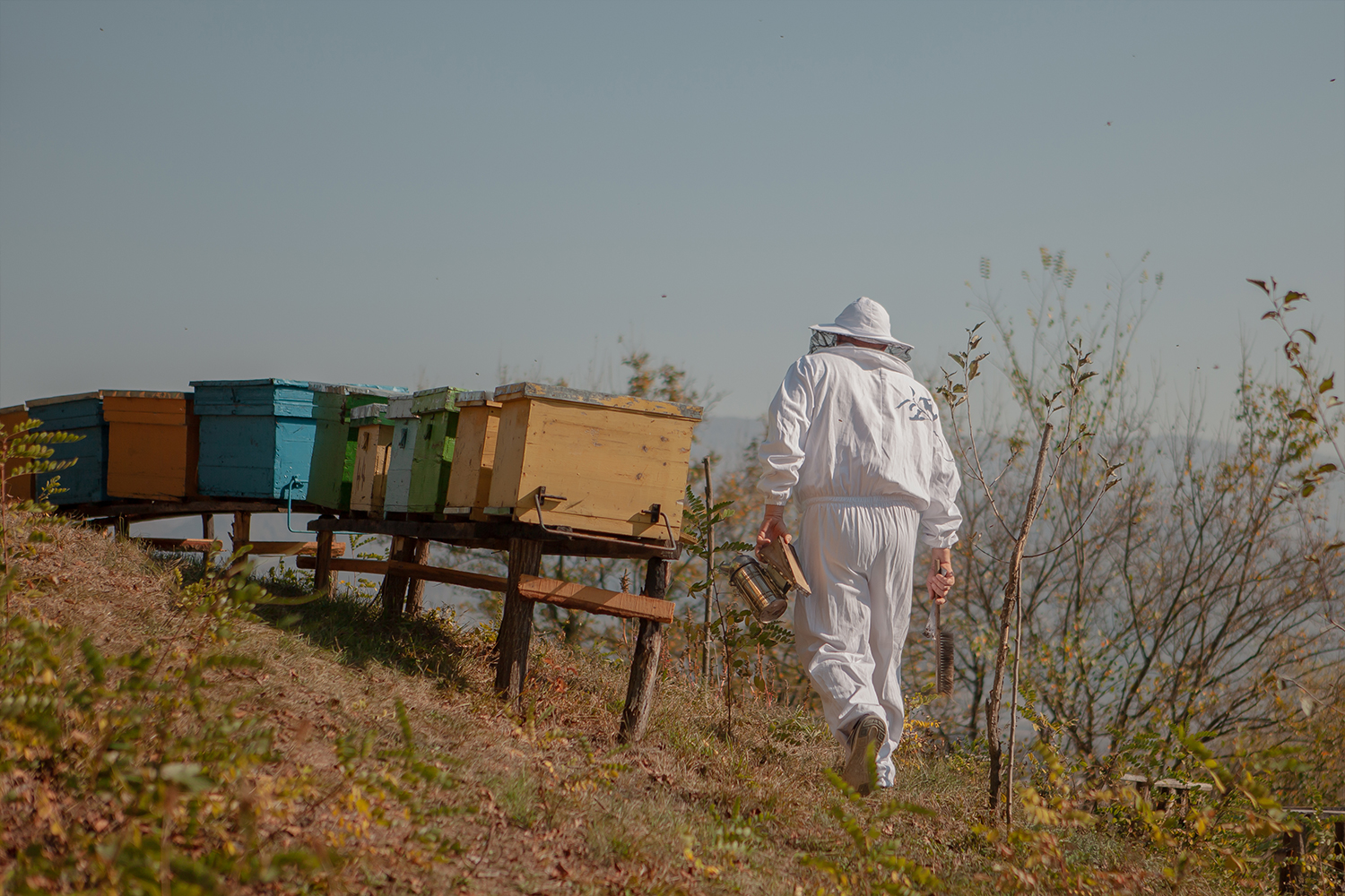 Seceta prelungită lovește și în crescătorii de albine. Producția de miere s-a diminuat drastic, în unele cazuri, pierderile ajung până la 50 la sută