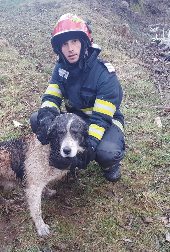 Haiduc, un câine salvat de pompierii din Lupeni, din ghearele focului, își caută stăpân