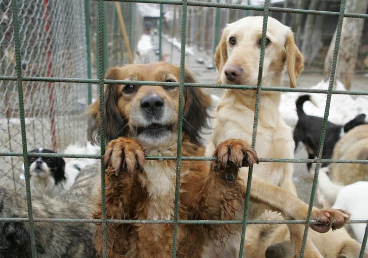 Afaceri cu câini maidanezi, exportați în Europa. Anchetă atât în județul Hunedoara, cât și în Iași