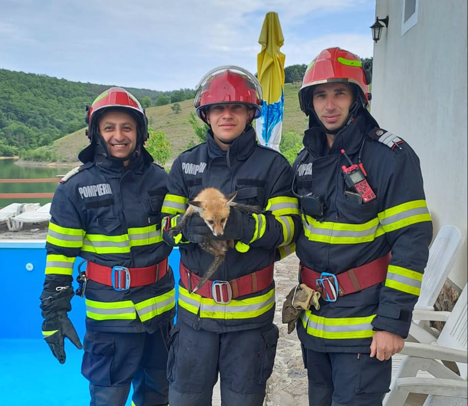 Un pui de vulpe, salvat de pompierii hunedoreni din piscina unei pensiuni